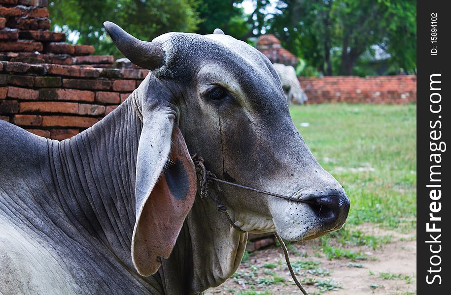 Sad Cow Natives Countryside In Thailand