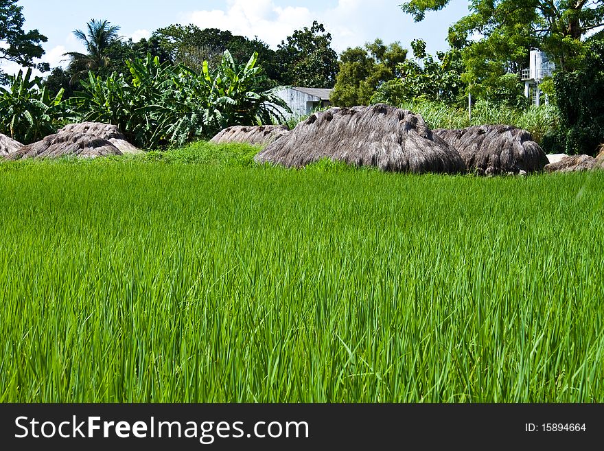 Grass Hut in a green Rice Field. Grass Hut in a green Rice Field