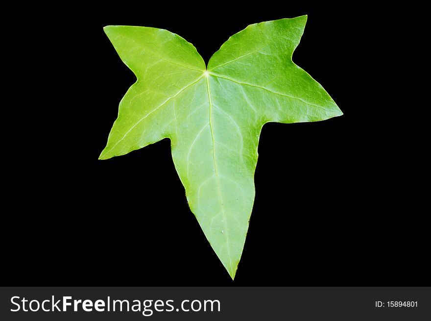 Green leave on a black background. Green leave on a black background