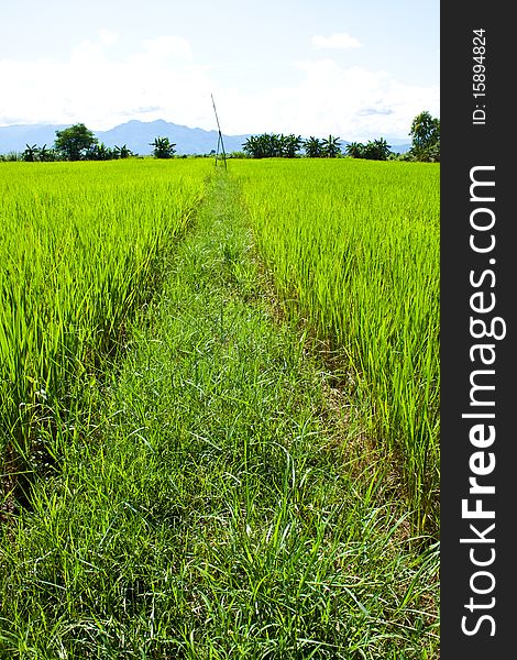 Green rice farm in ruralside,clear nature