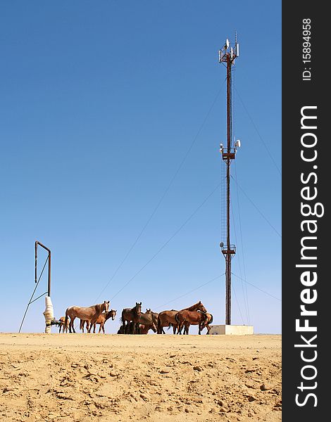 Horses stand in water filling the column. In the background the mast with the antennas of cellular communication. Horses stand in water filling the column. In the background the mast with the antennas of cellular communication.