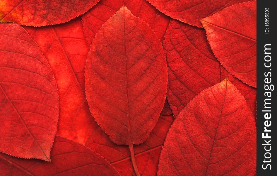 Close up view of red leaves. background