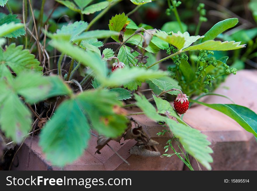 The picture of the tasty home grown strawberry. The picture of the tasty home grown strawberry