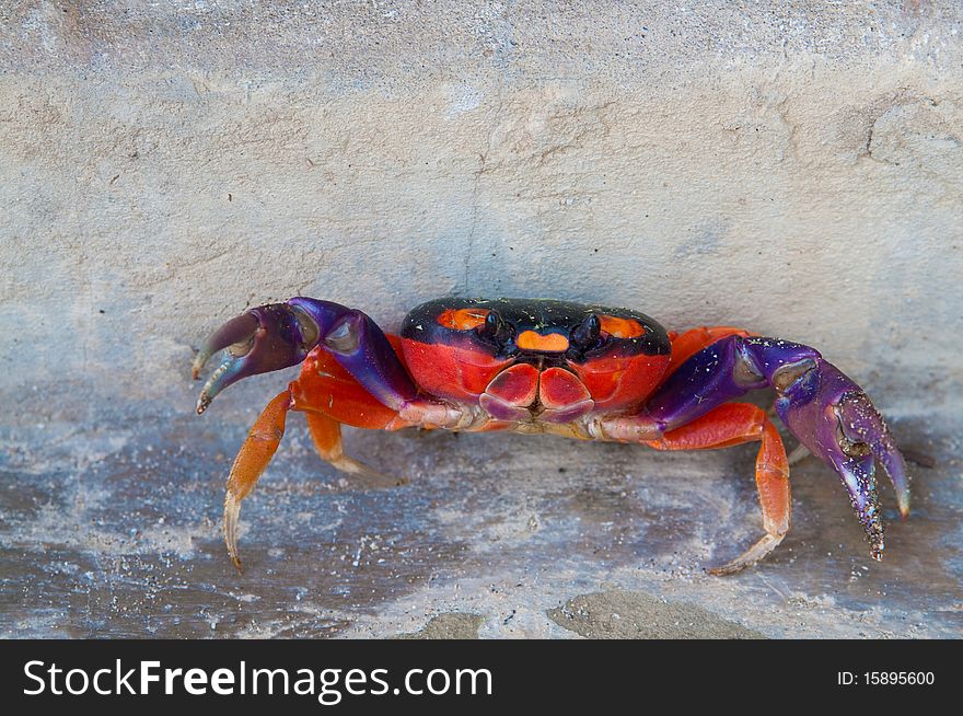 The picture of the red crab from the pacific coast