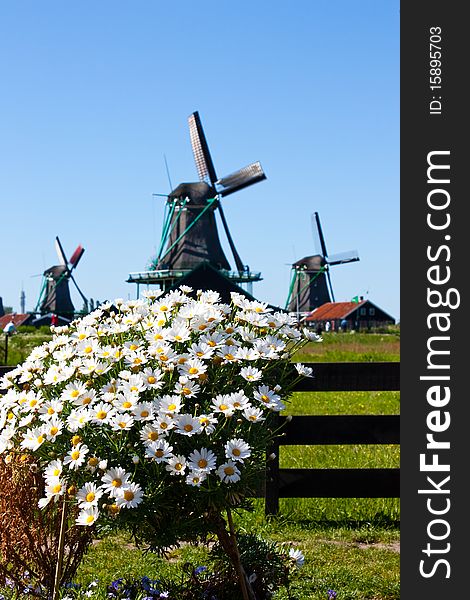 Clear and traditional landmark for Holland: flowers and mills. Clear and traditional landmark for Holland: flowers and mills