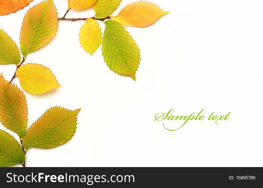 Autumn leaves background, abstract frame