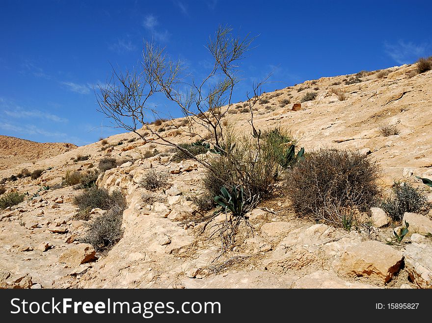 Vegetation in desert. Fragment of Desert Negev, Israel. Vegetation in desert. Fragment of Desert Negev, Israel.