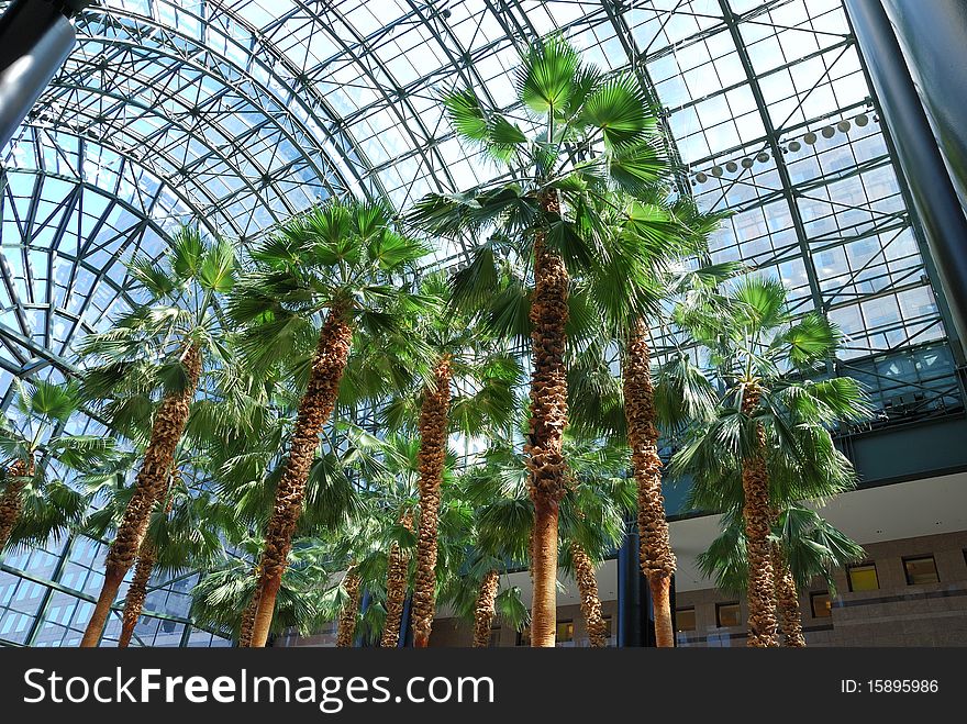 Palm trees inside a glass building. Palm trees inside a glass building