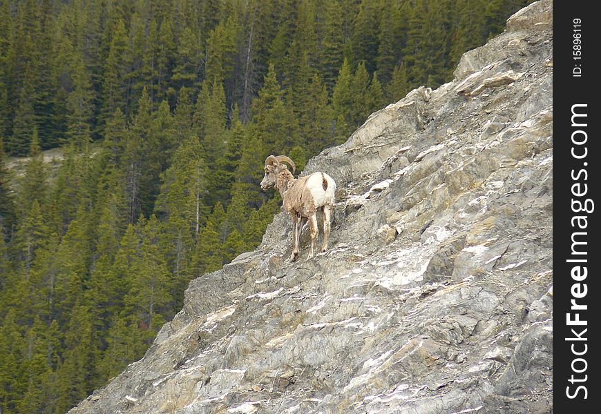 Bighorn sheep hanging on a cliff near the forest