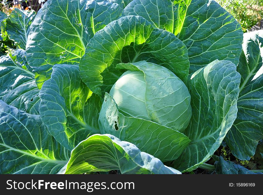 Head of cabbage on a bed. A close up. Head of cabbage on a bed. A close up