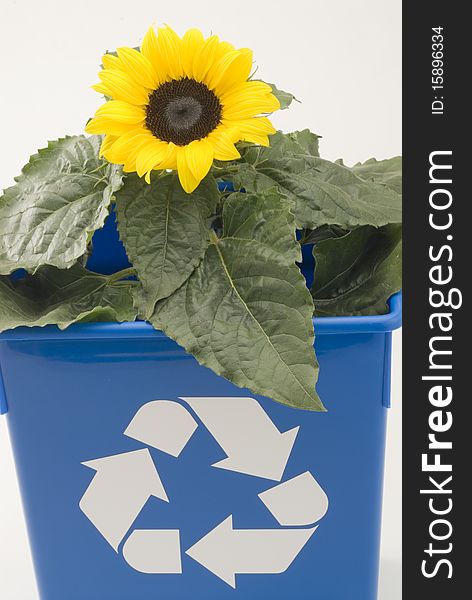 Sunflower growing in a blue recycling bin. White background. Sunflower growing in a blue recycling bin. White background.