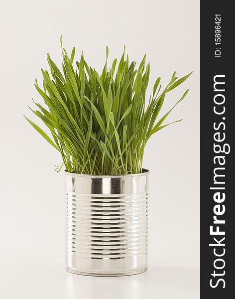 Grass growing in an aluminum recycled can. White background. Grass growing in an aluminum recycled can. White background.