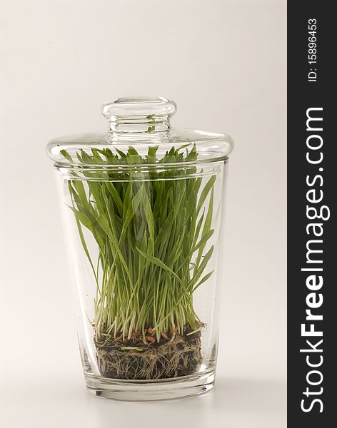 Grass growing in glass jar. White background. Grass growing in glass jar. White background.