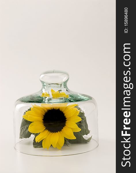 Sunflower growing in a glass bell jar. White background. Sunflower growing in a glass bell jar. White background.