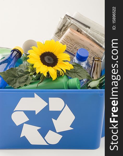 Sunflower growing in a blue recycling bin. White background. Sunflower growing in a blue recycling bin. White background.