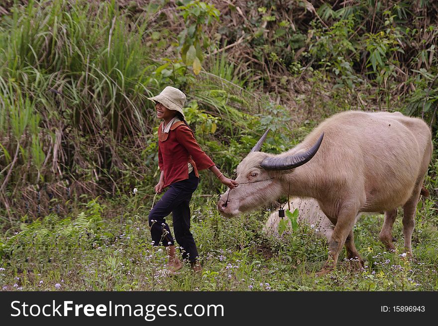 Girl and her albino buffalo grazing. Girl and her albino buffalo grazing