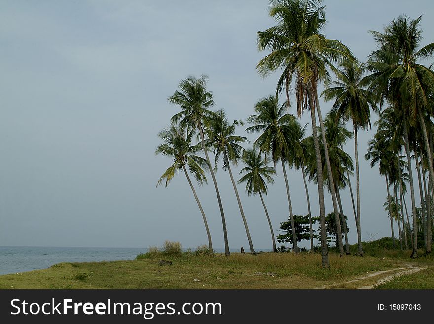 Palm on beach in Thailand