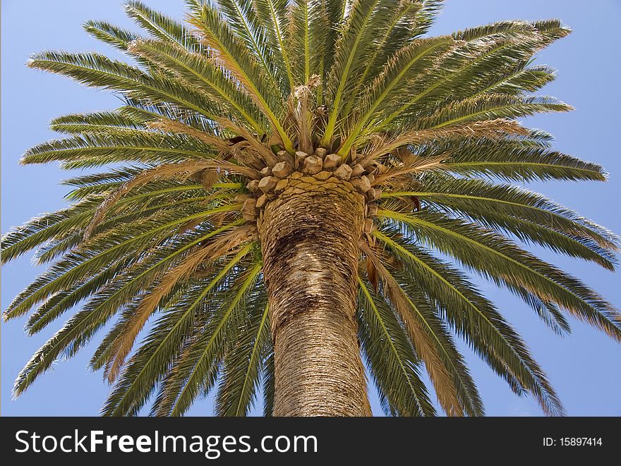 Tropical palm closeup, in beautiful blue sky background