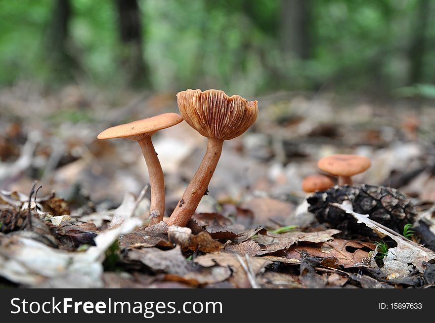 Brown mushroom pair with visible gills in the forest