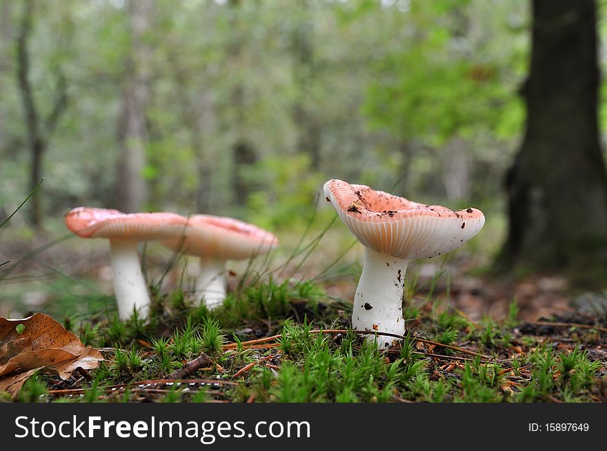 Three redish mushrooms in the wild forest. Three redish mushrooms in the wild forest