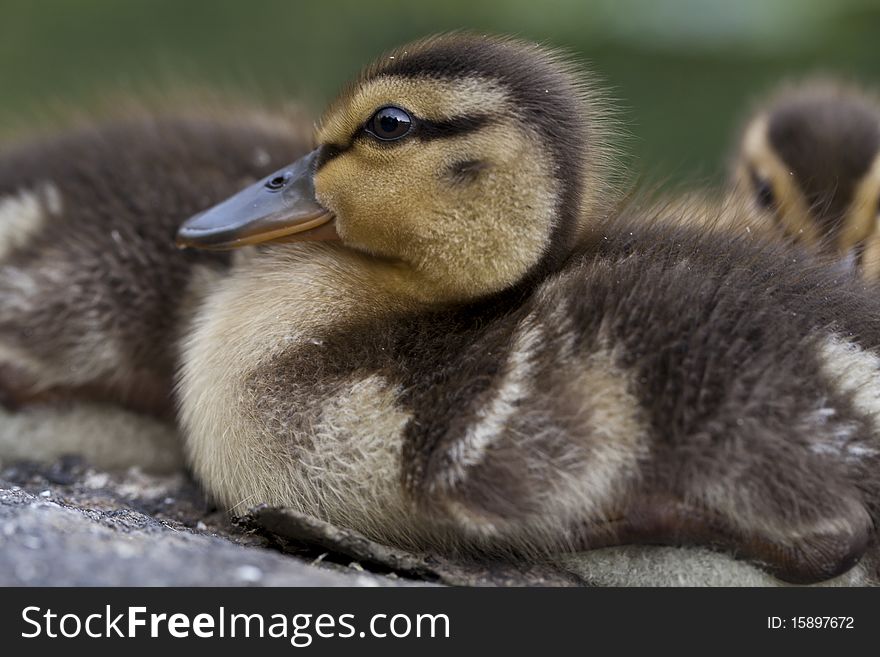 Baby Mallard ducks huddled on rocks in Central Park