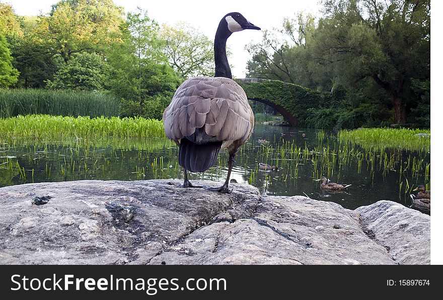 Canadian geese on rock in Central Park feeding