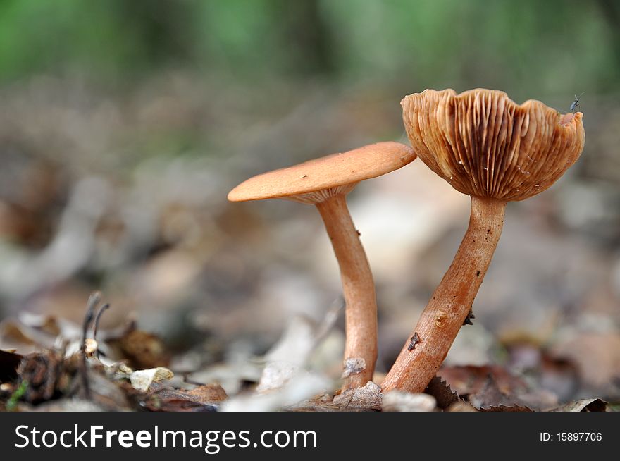 Pair of brown mushrooms in early autum