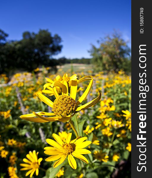 Field Of Yellow Daisies