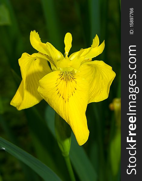 Flower of yellow lily in a garden