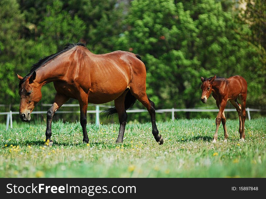 Mare and foal in the meadow.