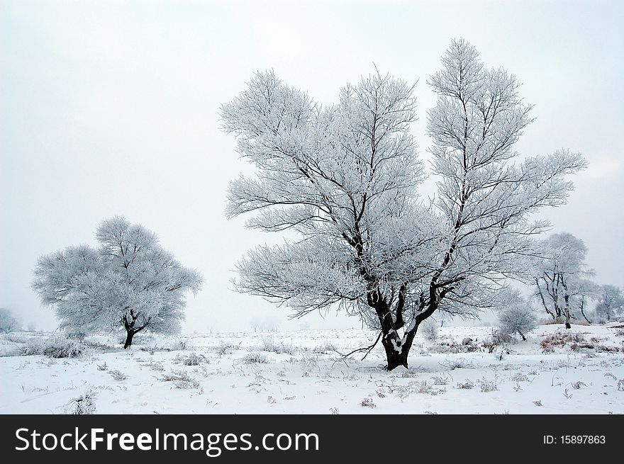 Snow covered trees in the field. Snow covered trees in the field