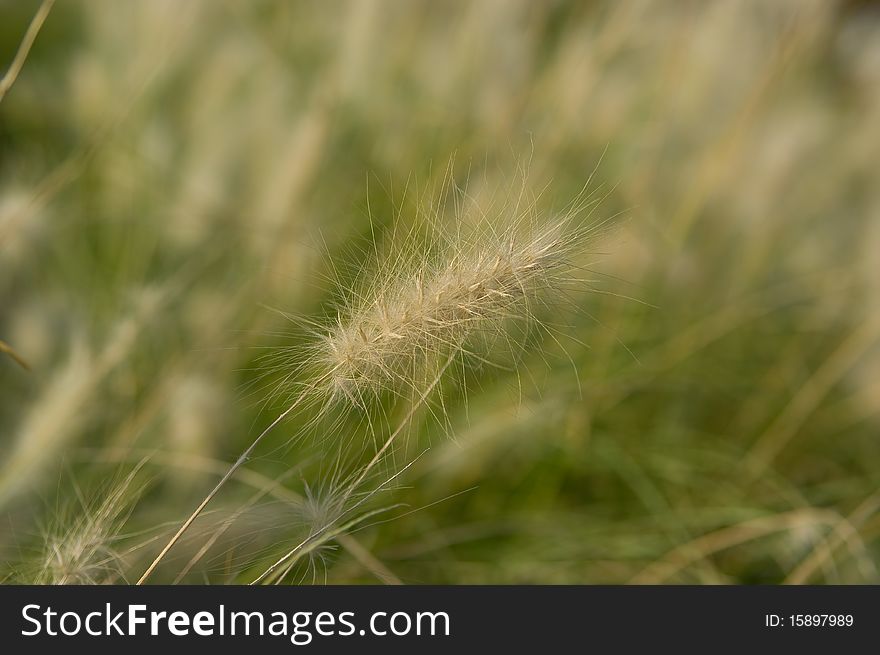 Light brown spikelet of meadow grass