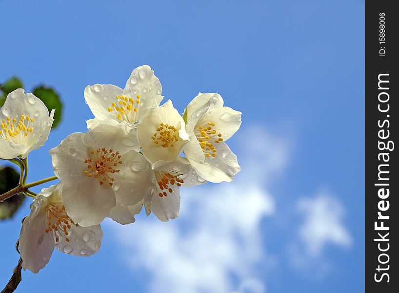 A branch of fresh jasmine with drops of rain against the blue sky