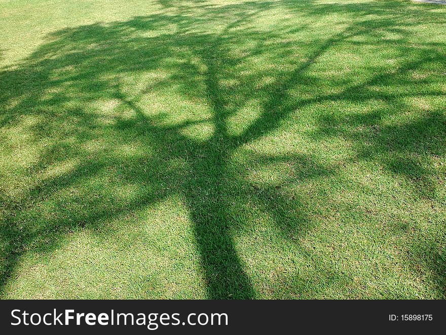 Big shade tree at Thailand