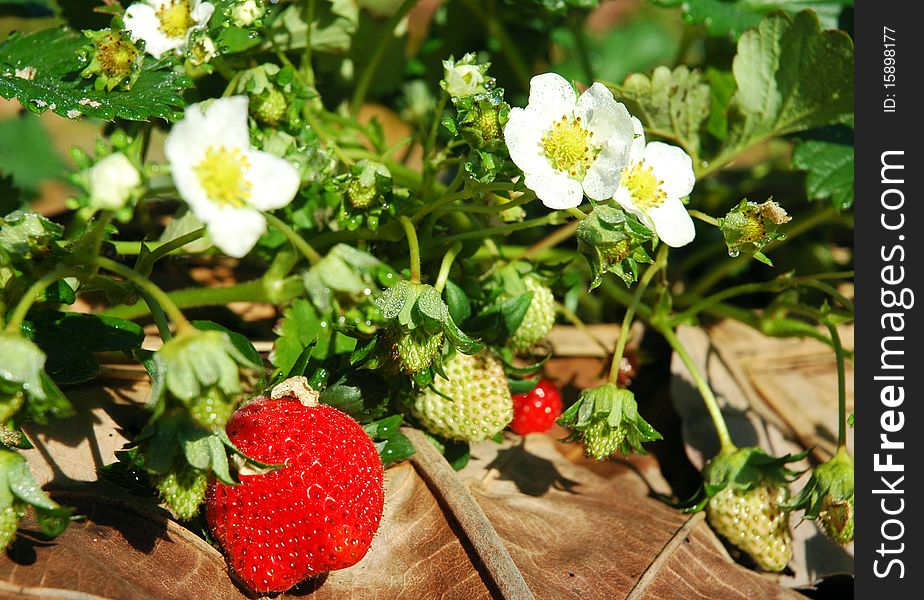 Wild strawberry berry growing in natural environment