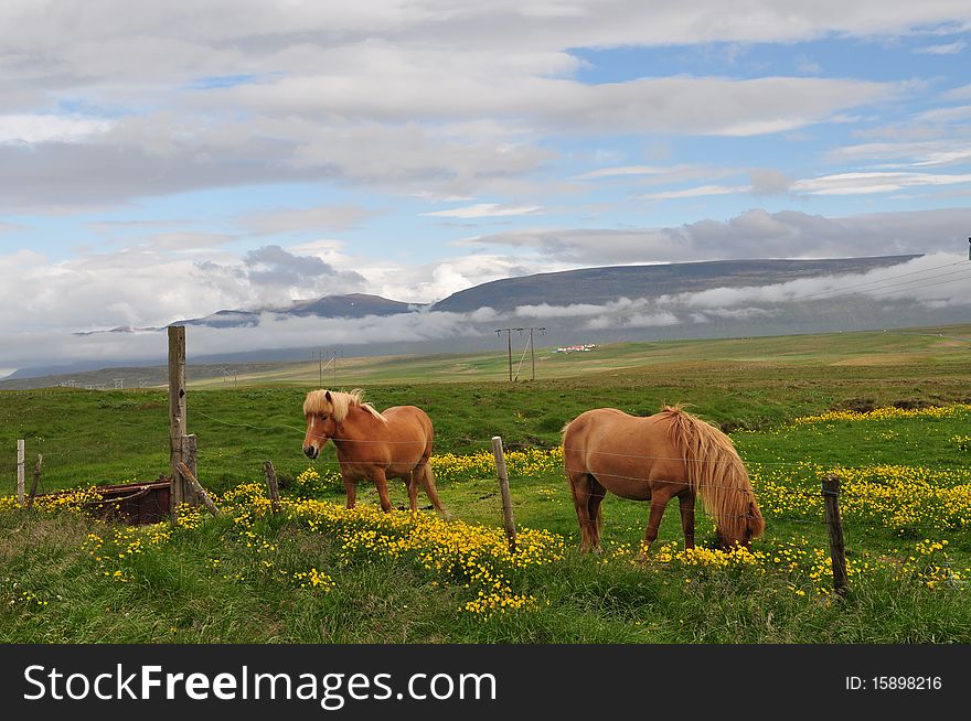 Icelandic Horses in a horse farm