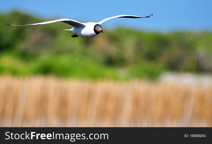 Free flying seagull at Bang pu - Thailand