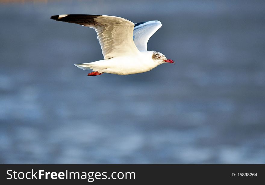 Free flying seagull at Bang pu - Thailand. Free flying seagull at Bang pu - Thailand