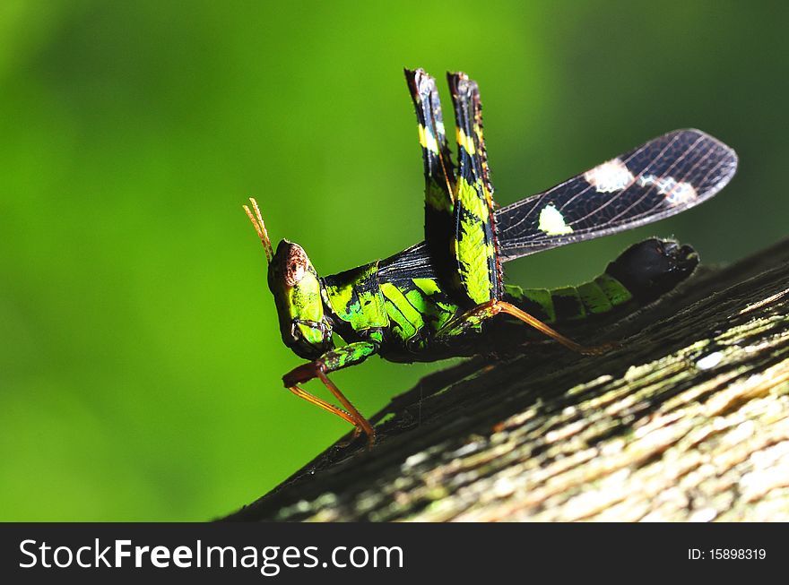 Grasshopper on a green background at Ched kod waterfall - Thailand