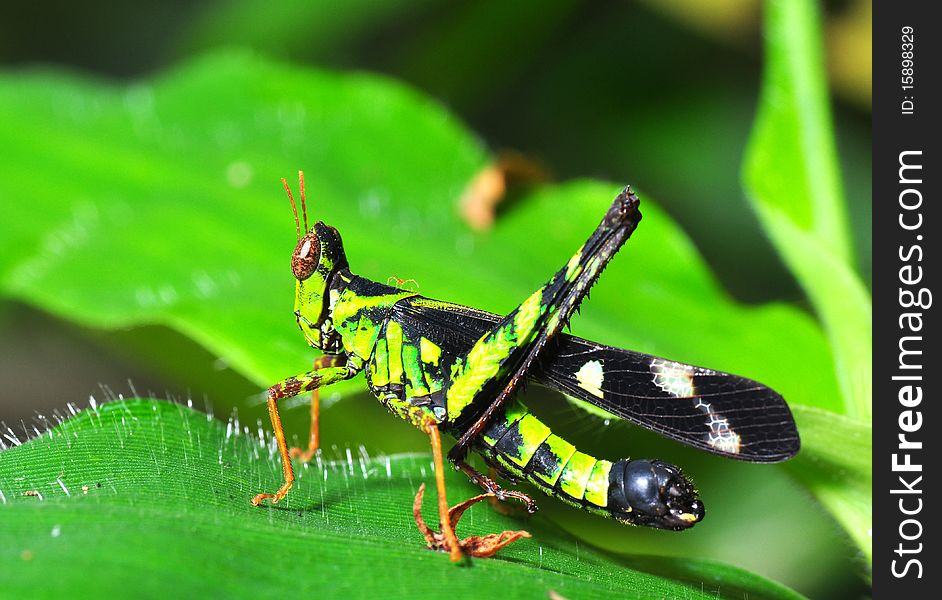 Grasshopper in the forest Thailand