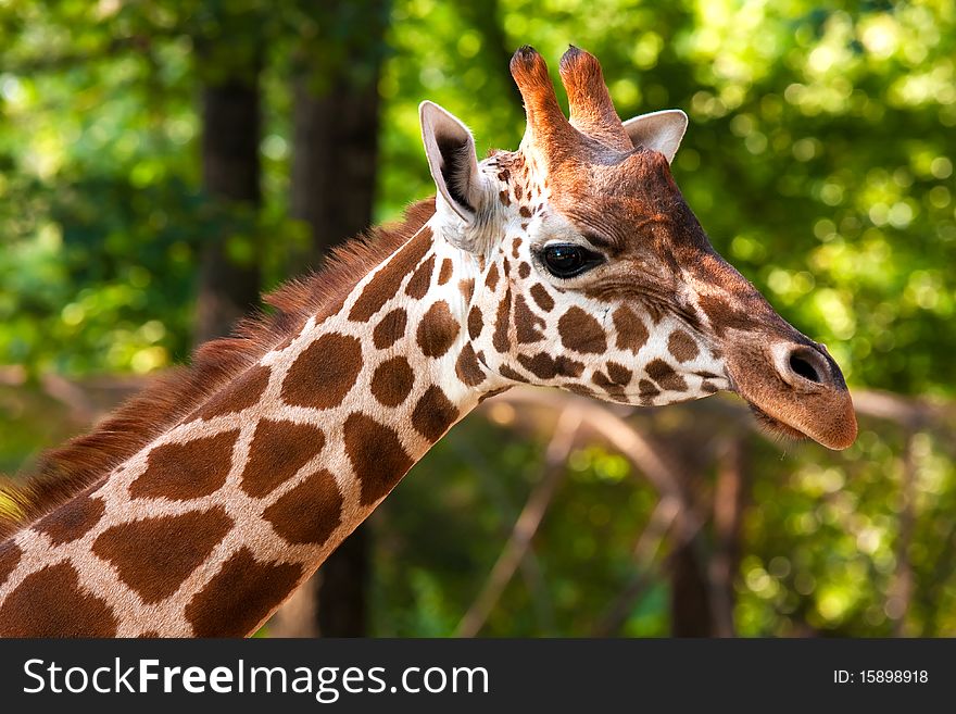 Portrait of a giraffe in its natural environment. Portrait of a giraffe in its natural environment.