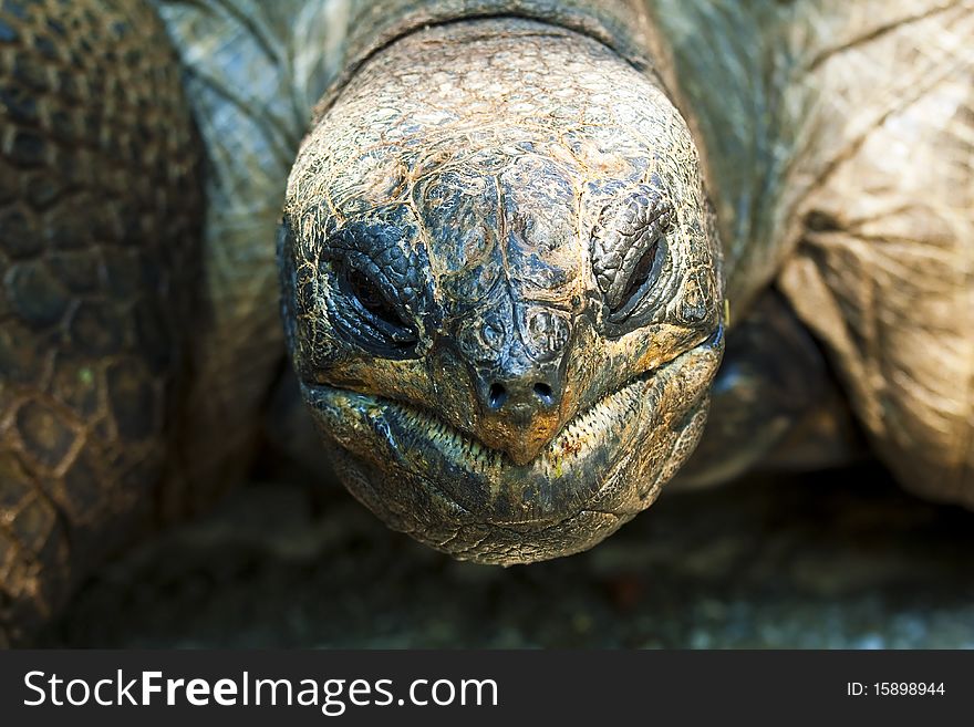 Close up on the face of a turtle.