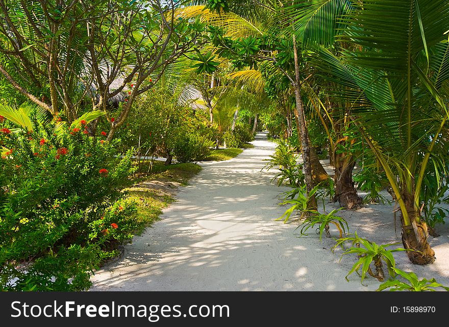 Bungalows on beach and sand pathway, flowers and trees