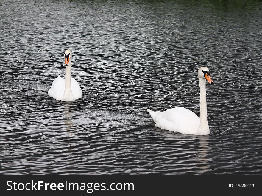 Beautiful white Swans swimmig in the water