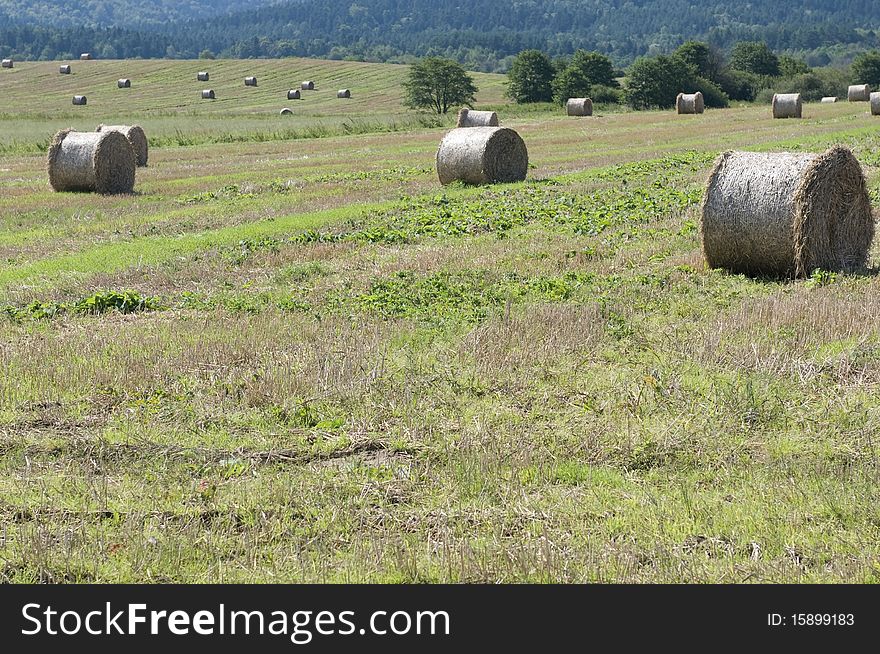 After harvesting straw is rolled up on fields. After harvesting straw is rolled up on fields