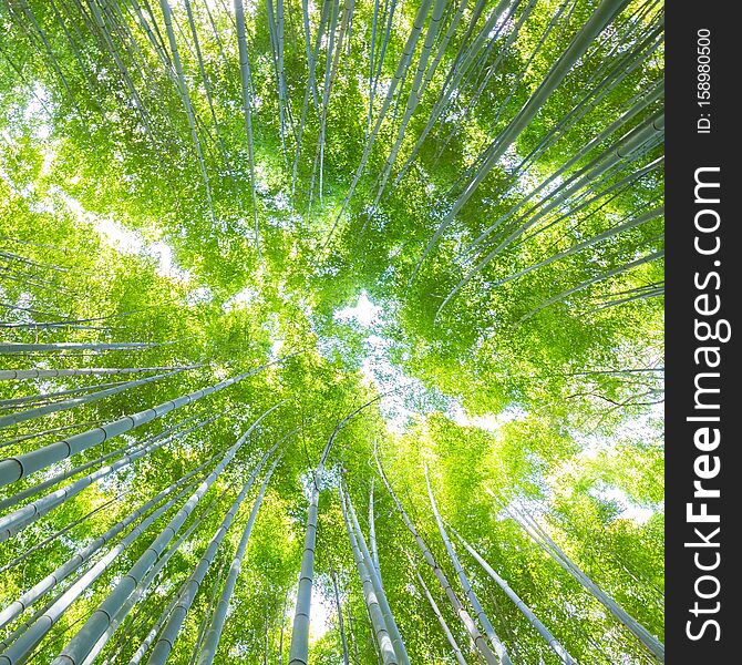 Lush vegetation in famous tourist site Bamboo forest, Kyoto, Japan. Looking up at the sky.