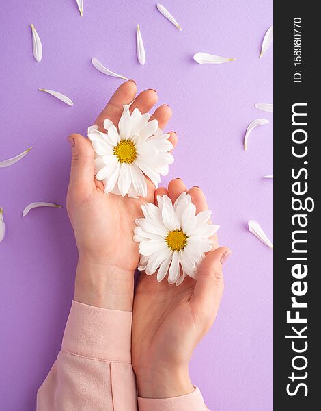 Flat lay.Gentle female hands with white delicate flowers.art photo, top view, vertical photo..