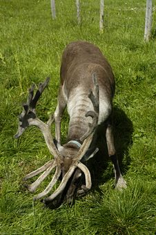 Elk At The Grassland Royalty Free Stock Image