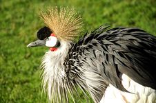 African Crowned Crane Royalty Free Stock Photography African Crowned Crane Royalty Free Stock Photography