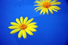 Floating Yellow Dandelions Stock Image Floating Yellow Dandelions Stock Image